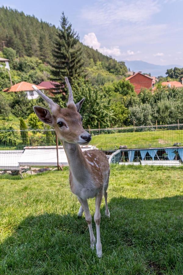 Tihiat Kut Complex Hotel Kyustendil Exterior foto